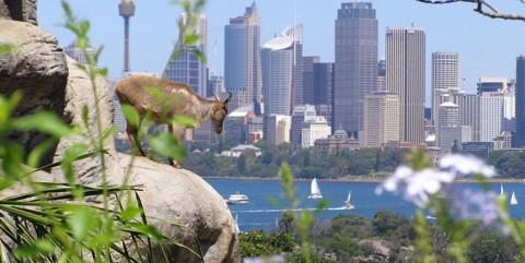 Taronga Zoo